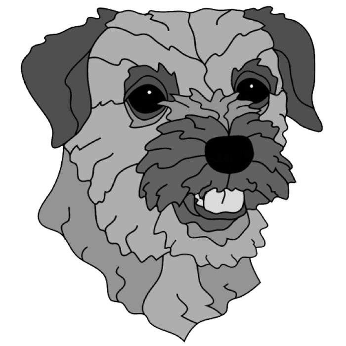 Border Terrier Head