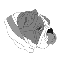 English Bulldog Head #2