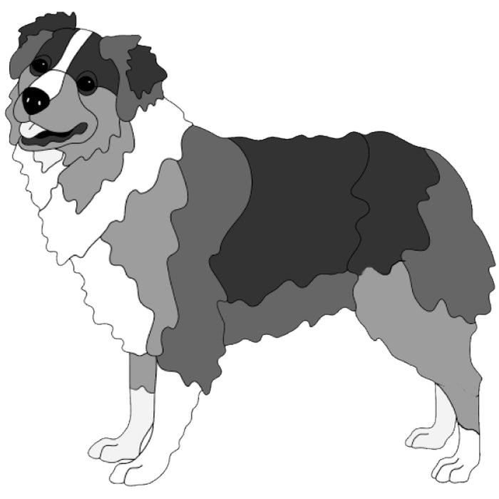 Australian Shepherd Standing