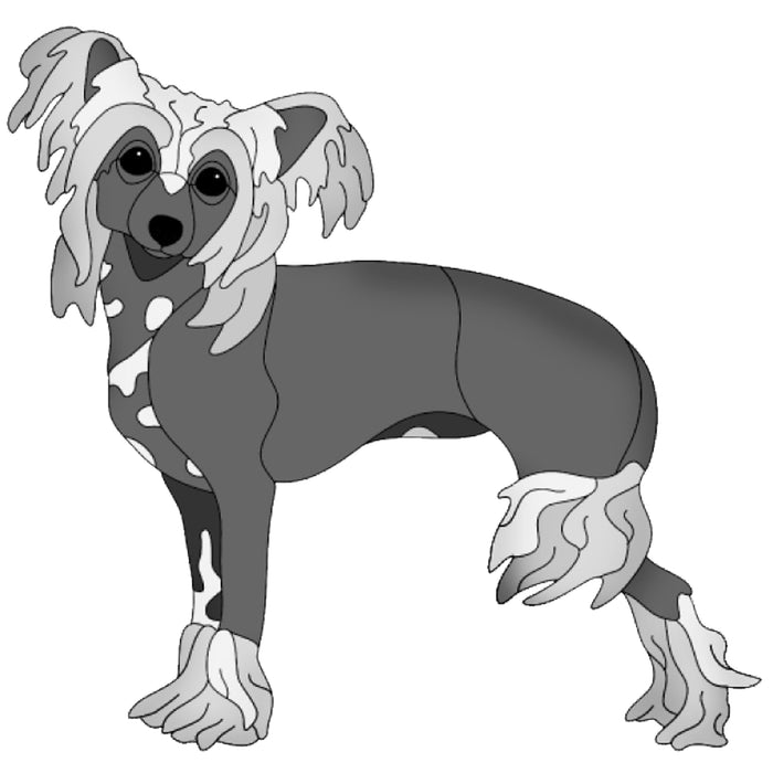 Chinese Crested Standing