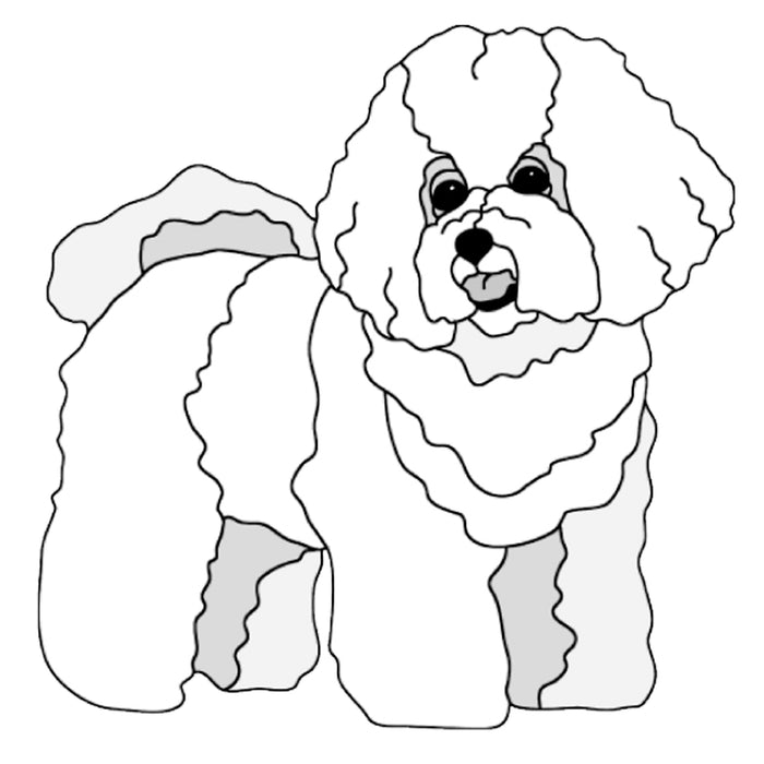 Bichon Frise Standing