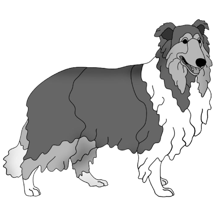 Collie Standing