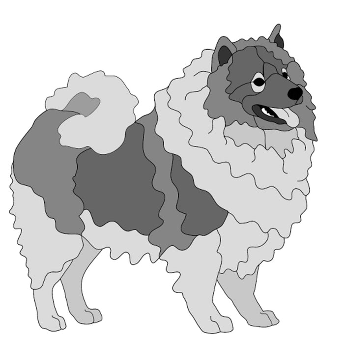 Keeshond Standing