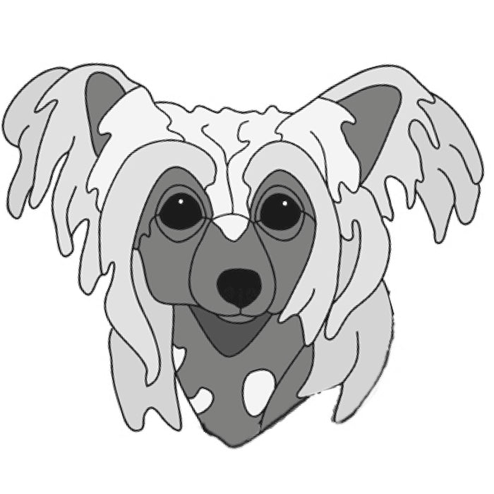 Chinese Crested Head