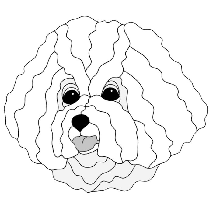 Bichon Frise Head