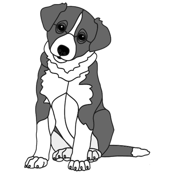 Border Collie Puppy Sitting
