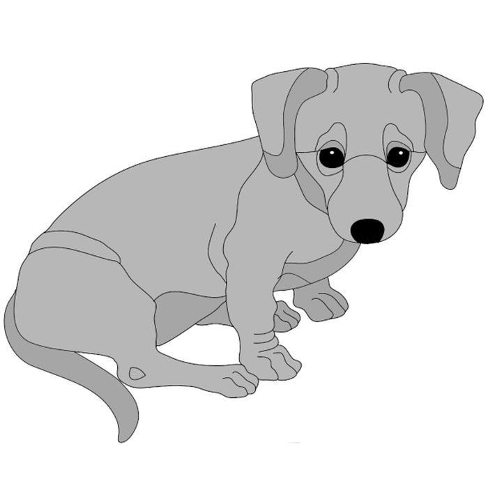 Dachshund Puppy Sitting