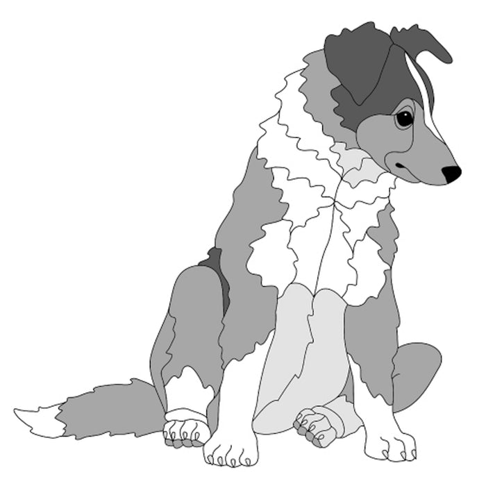 Shetland Sheepdog Puppy Sitting