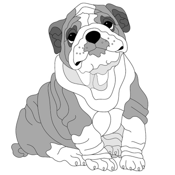 English Bulldog Puppy Sitting