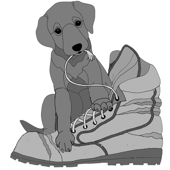 Labrador Puppy with Boot
