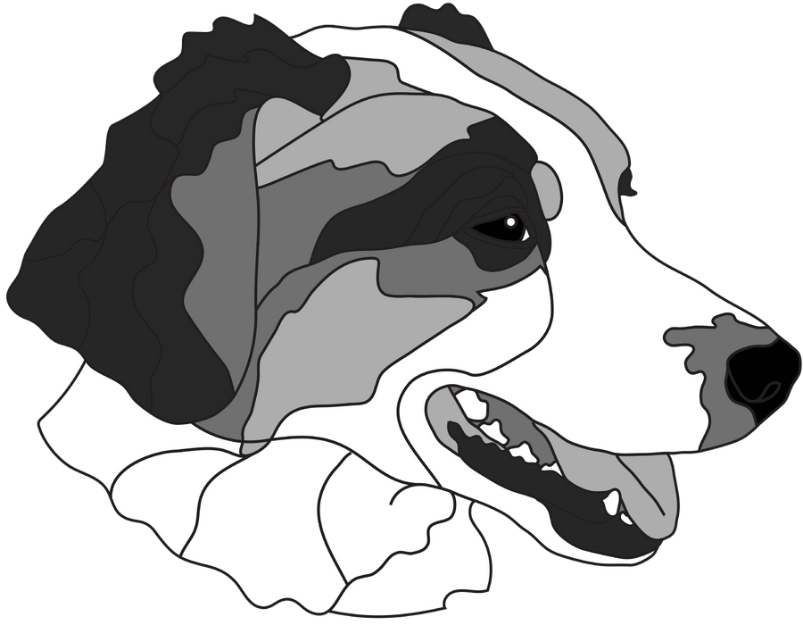 Australian Shepherd Head #3