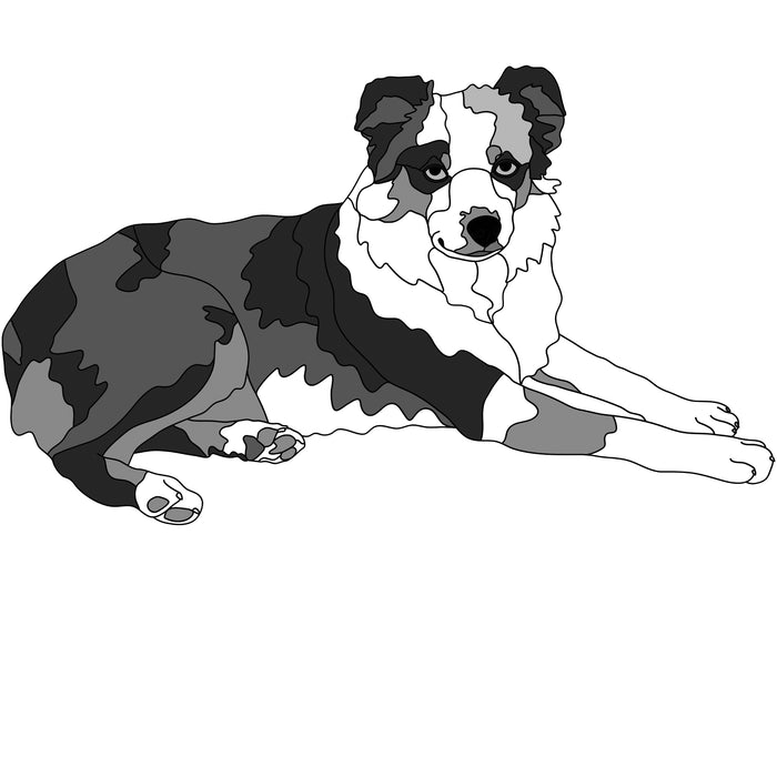 Australian Shepherd Lying