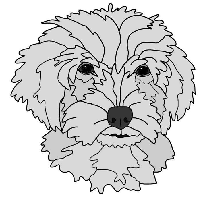 Cockapoo Head