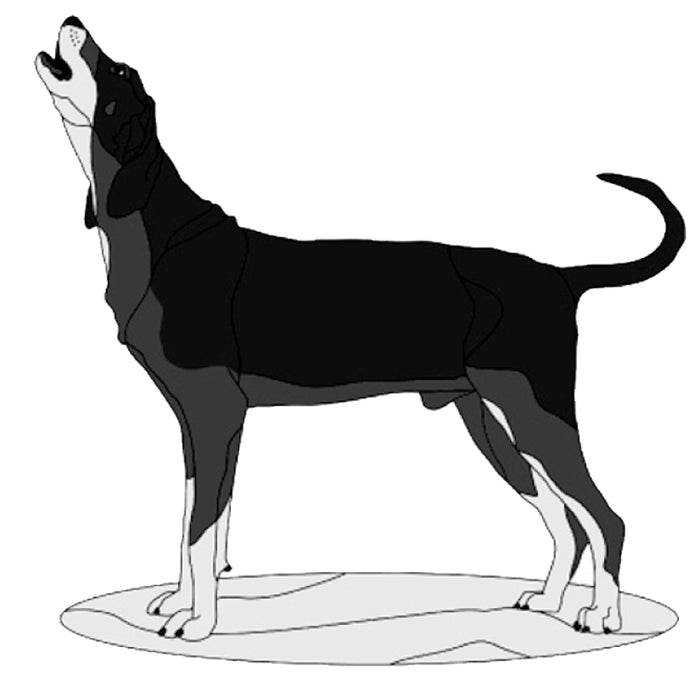 Blue-tick Hound Standing
