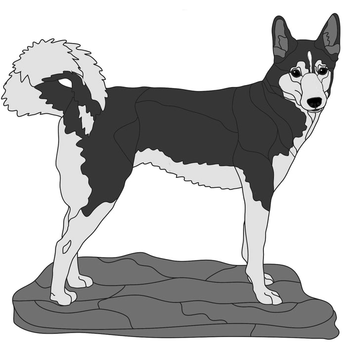 Alaskan Husky Standing