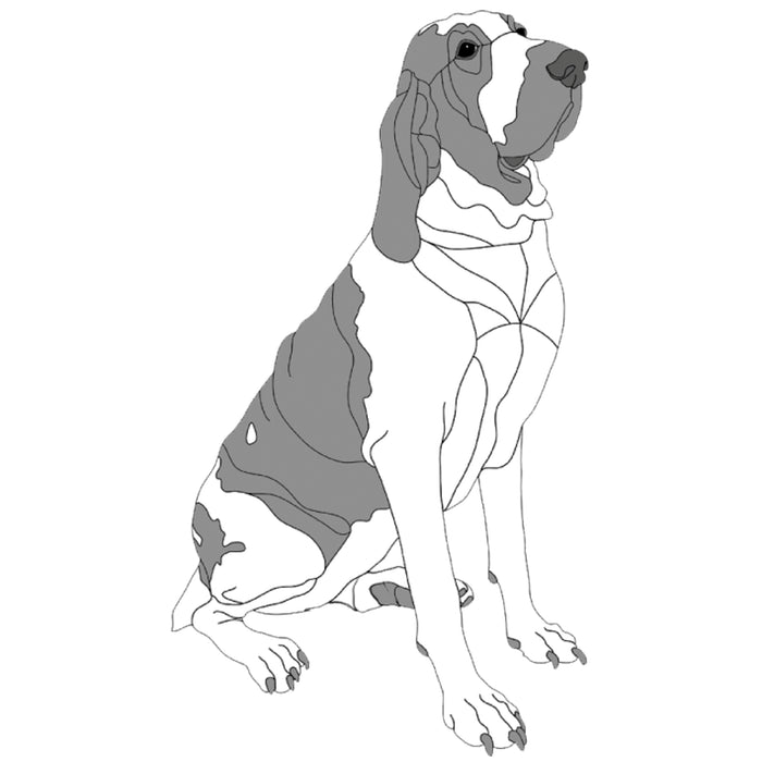 Bracco Italiano Sitting