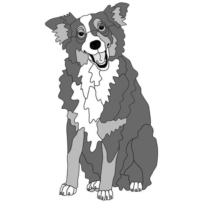 Border Collie Sitting