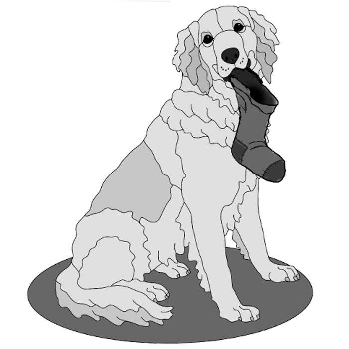 Golden Retriever with Stocking