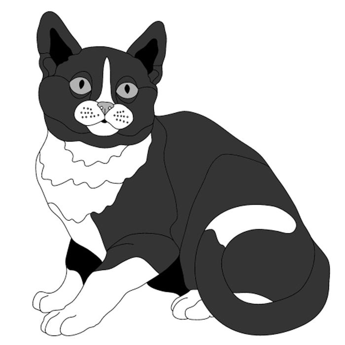 Black & White Cat Sitting