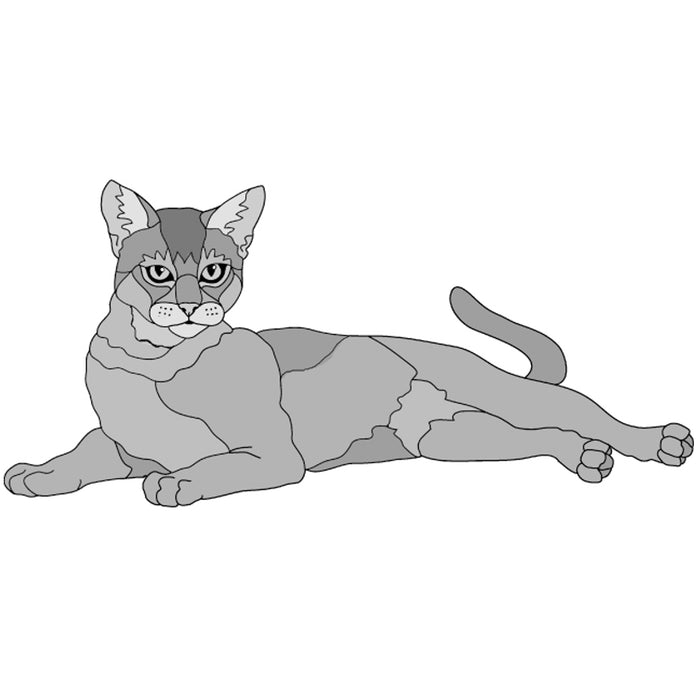 Abyssinian Cat lying
