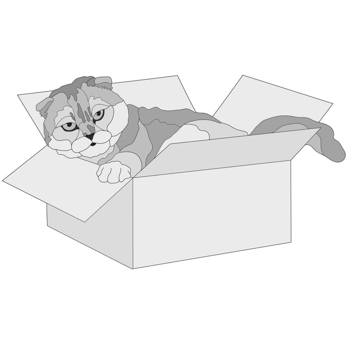 Scottish Fold Cat in Box