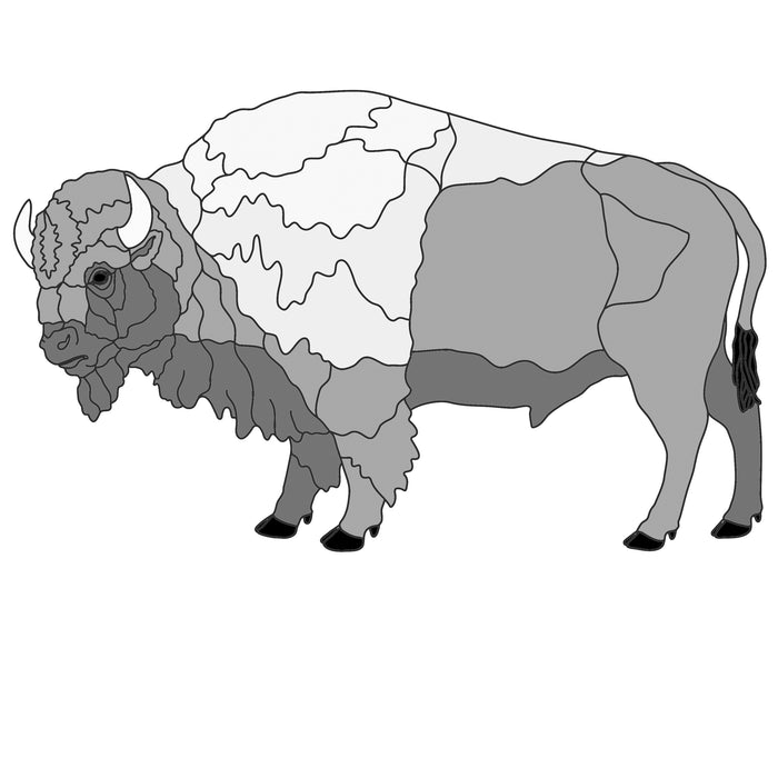 Bison Bull