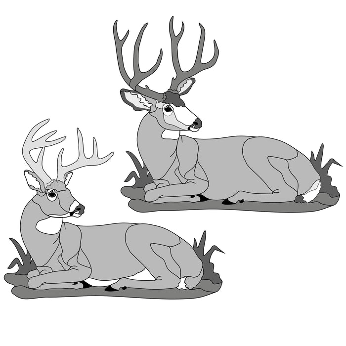 Lying Deer (Mule or Whitetail)