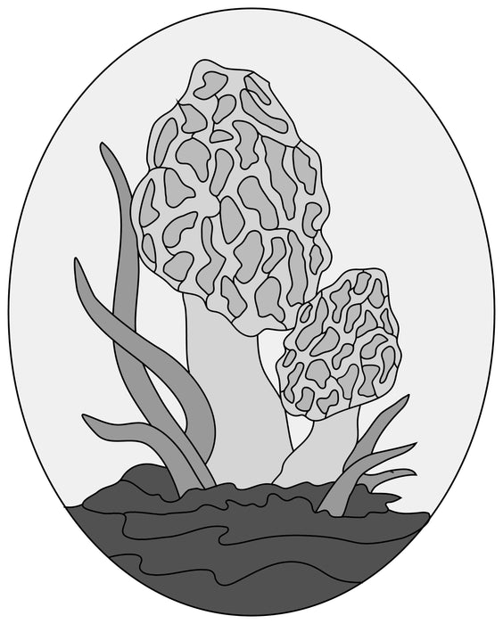 Morel Mushrooms