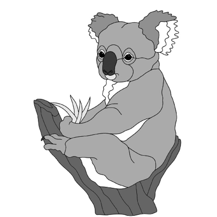 Koala