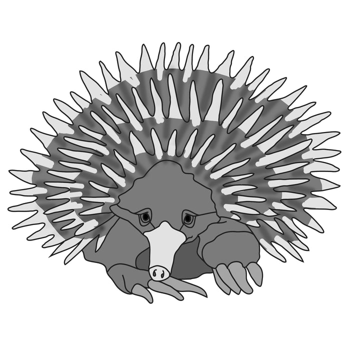 Echidna