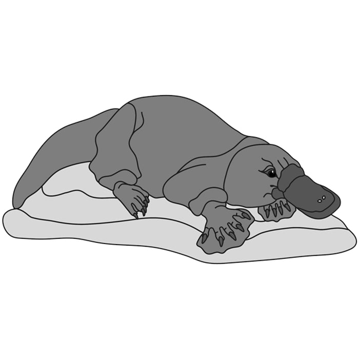 Platypus