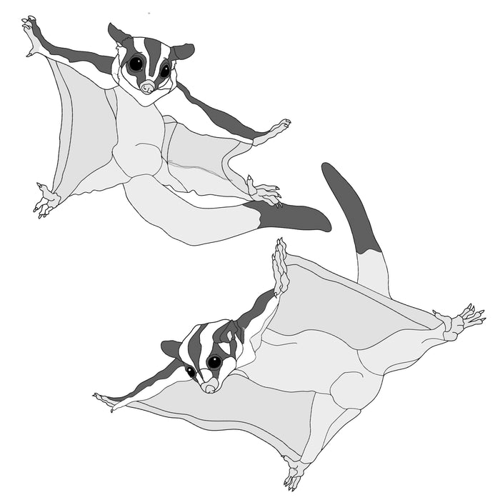 Sugar Gliders