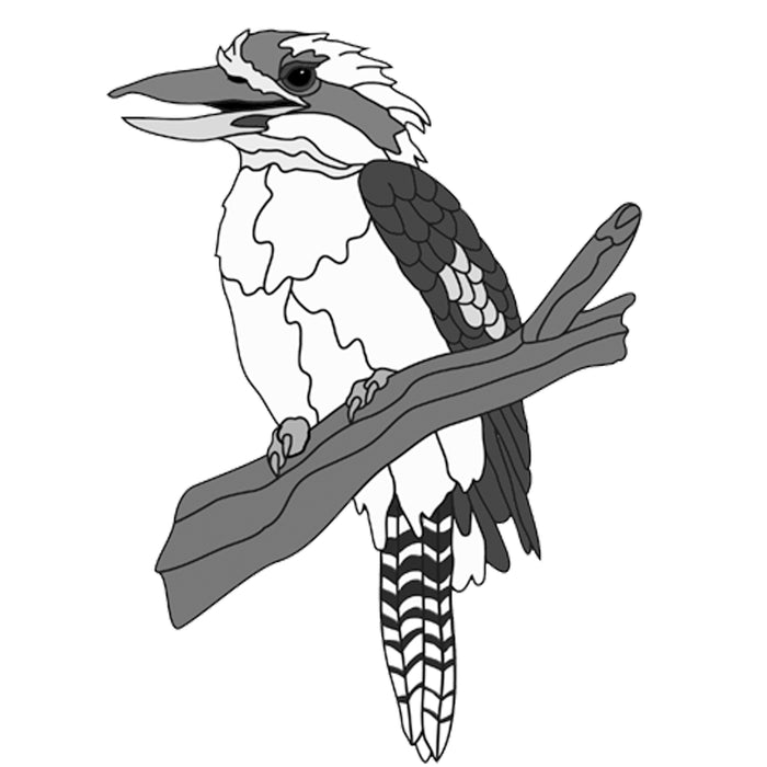 Kookaburra