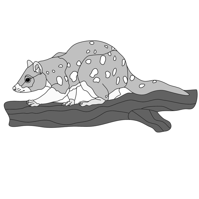 Tiger Quoll