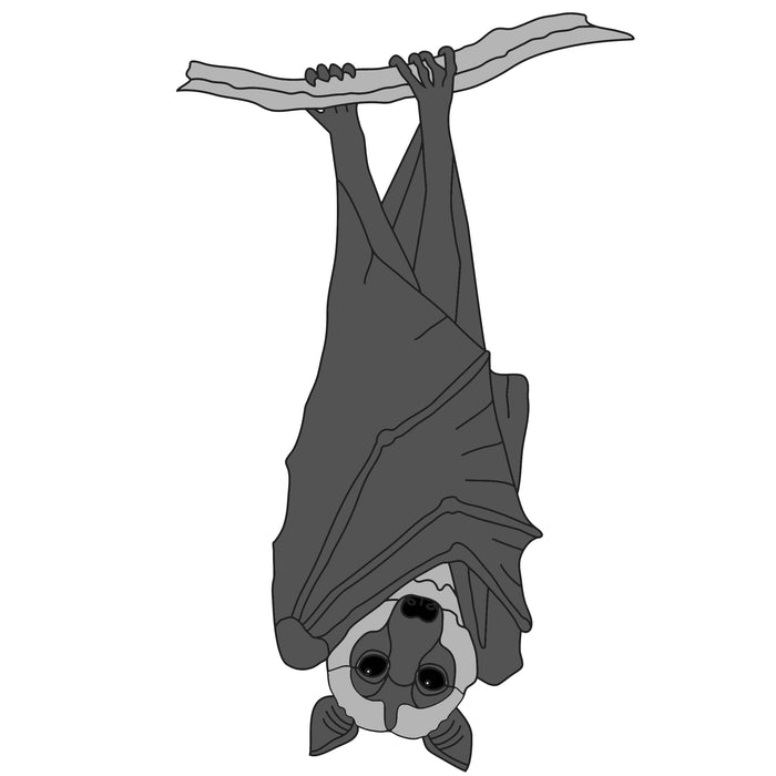 Flying Fox Bat