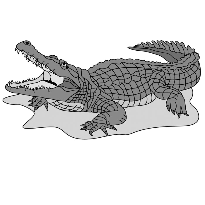 Saltwater Crocodile