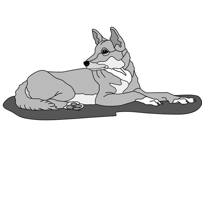 Dingo