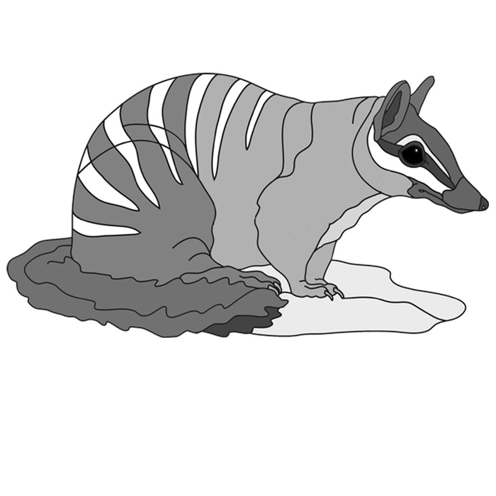 Numbat