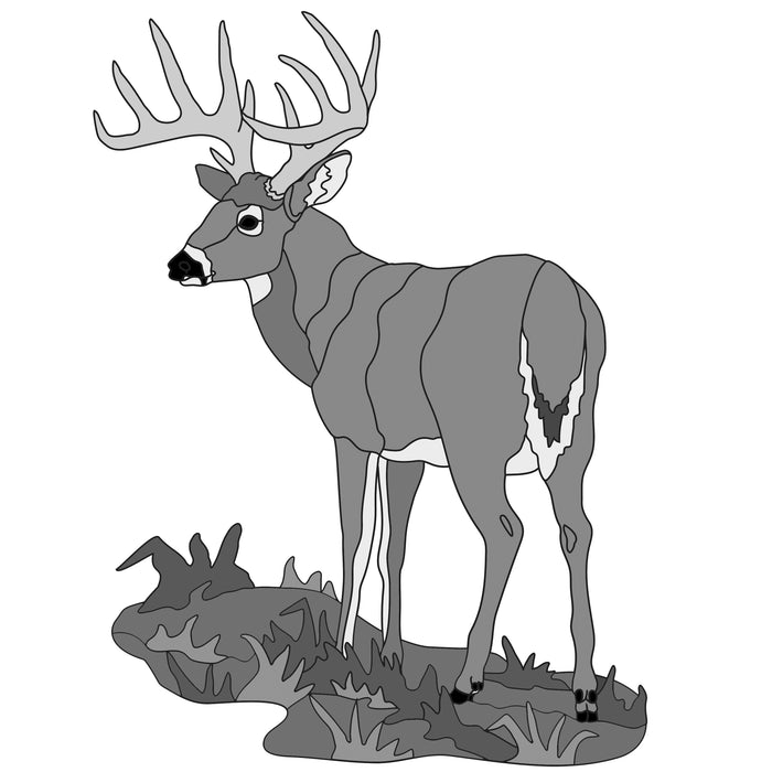 White Tail Buck Deer Standing