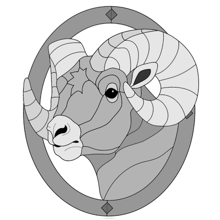 Bighorn Sheep Head