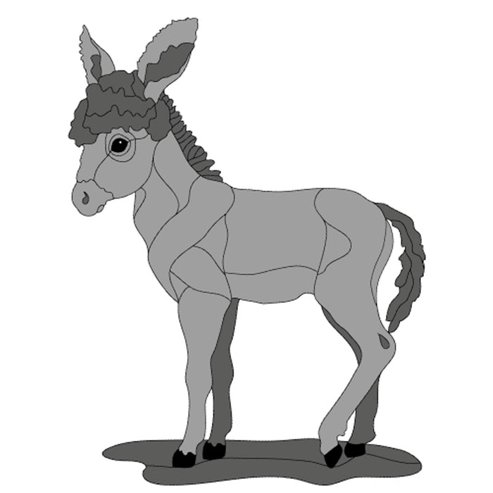 Baby Burro