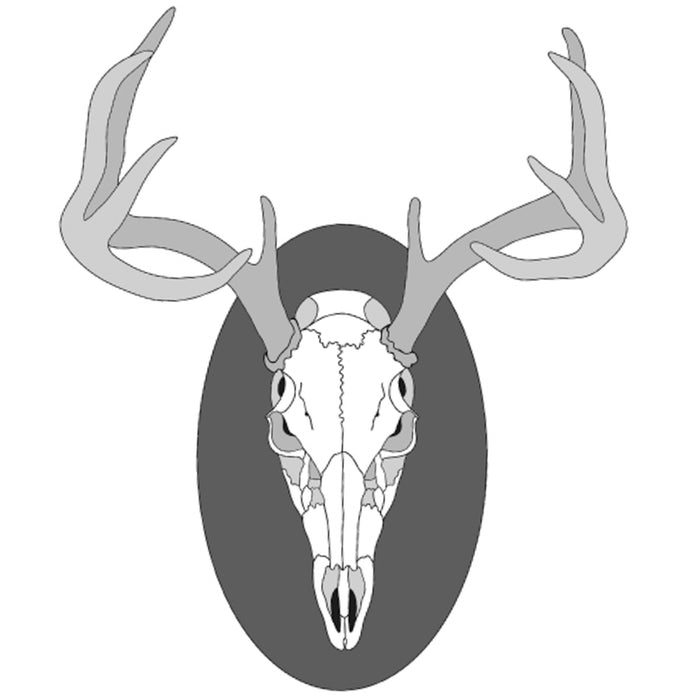 European Skull Deer Mount
