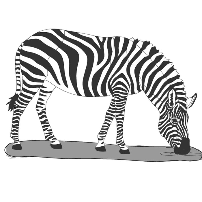 Zebra Standing