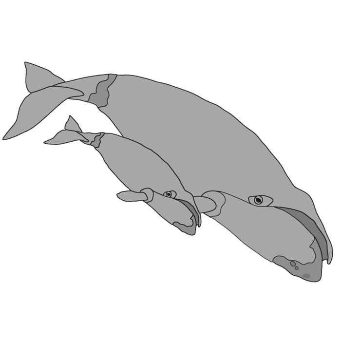 Bowhead Whale & Calf