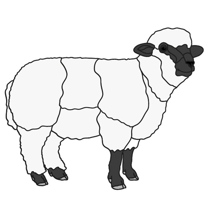 Sheep