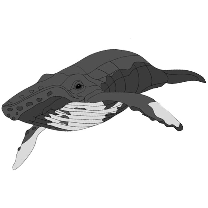 Humpback Whale