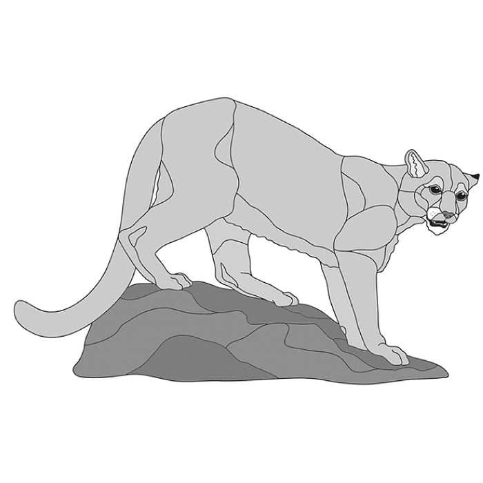 Mountain Lion Standing