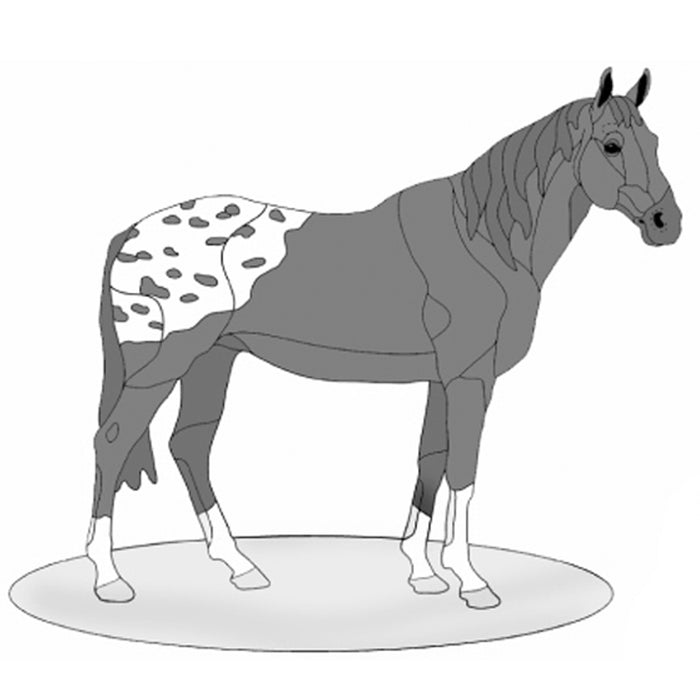 Appaloosa Horse