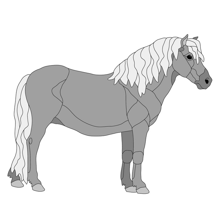Shetland Pony Standing