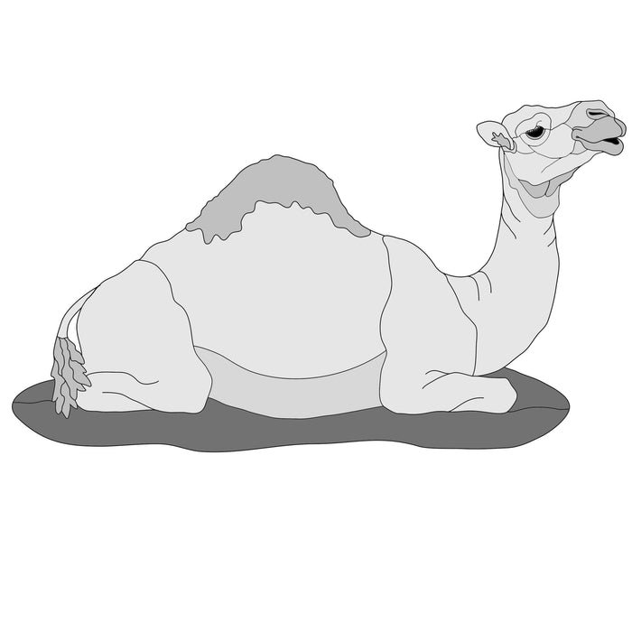 Lying Camel